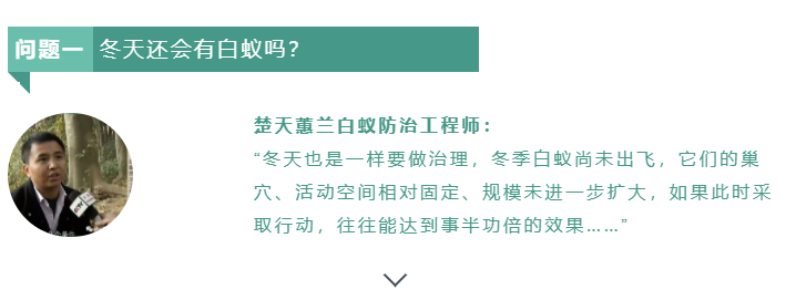 【白蚁小课堂】冬天还会有白蚁？什么季节治理最好？